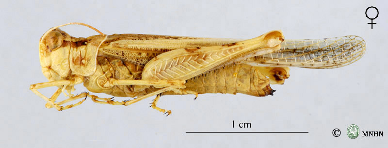 Acrotylus longipes
