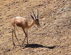 Gazella dorcas