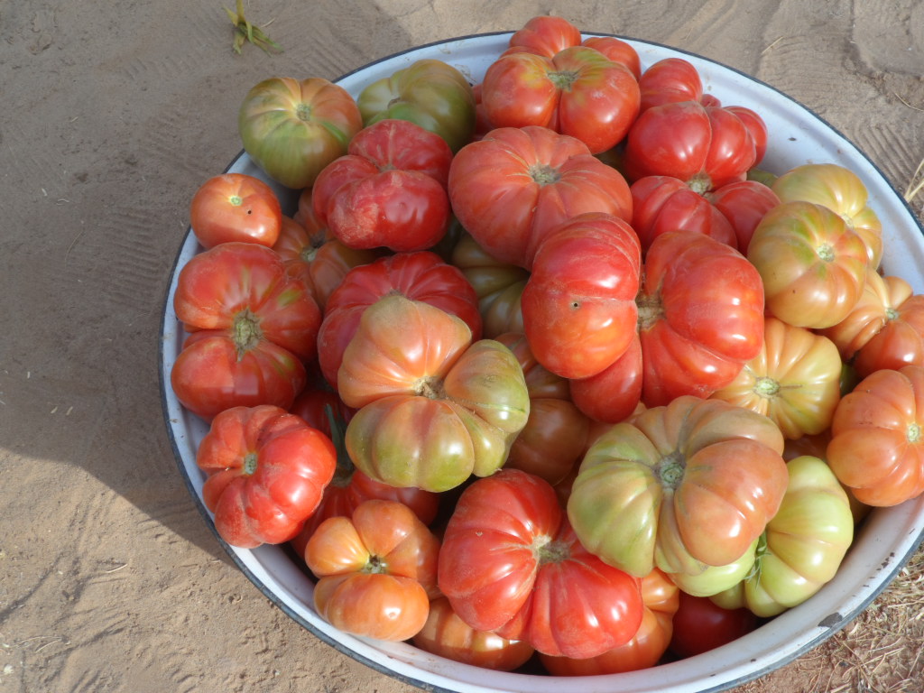 2015 tomate