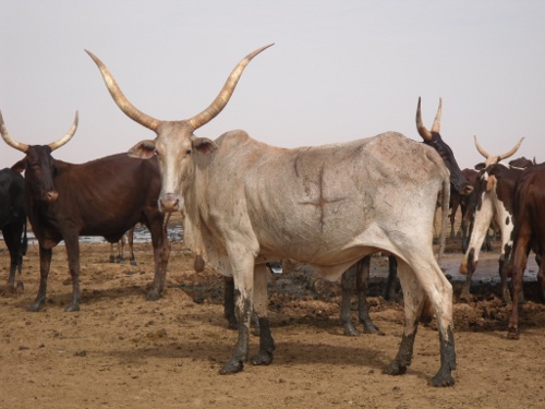 Vaches au puits de Tegidda n'Tessoumt